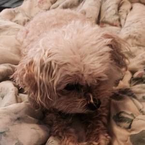 Meet your Posher, Carole